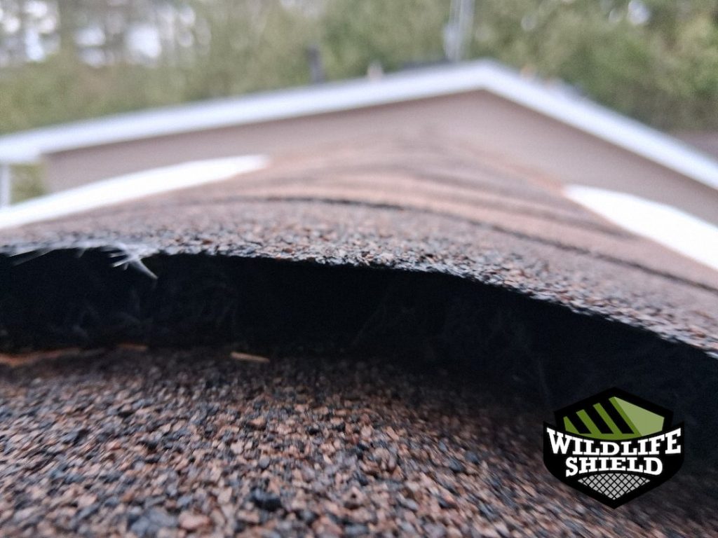 minden hills ontario roof entry point inspection 03