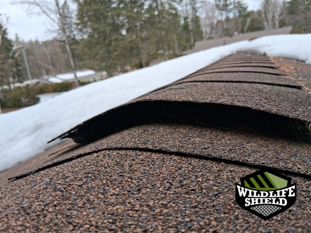 minden hills ontario roof structural damage inspection 06